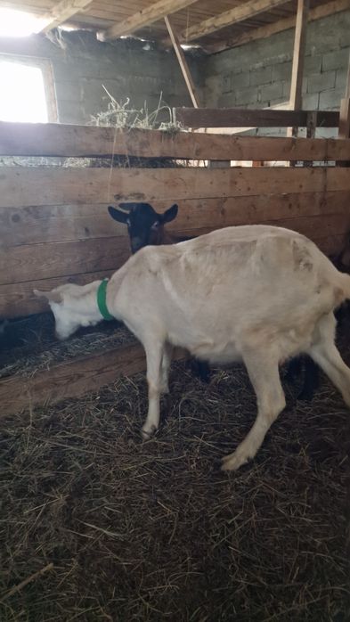 Capra Sannen originala,  cu ieduță, foarte buna de lapte