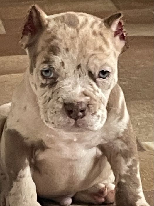 Американский булли