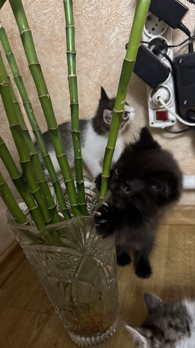 Отдам котят бесплатно