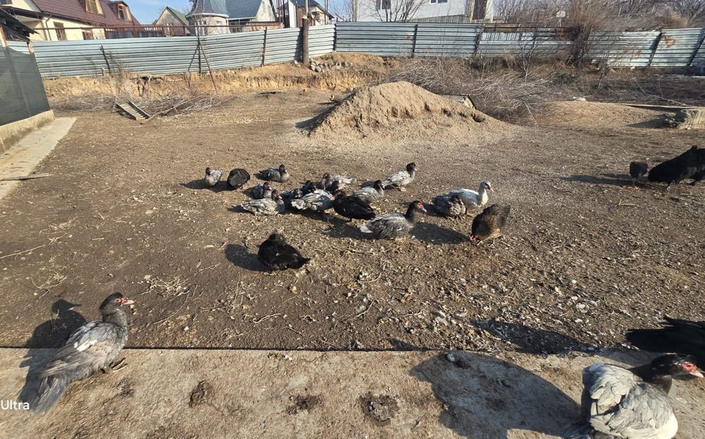 Индаутка  сатылады