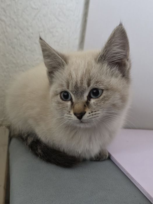 отдам котята в добрые руки