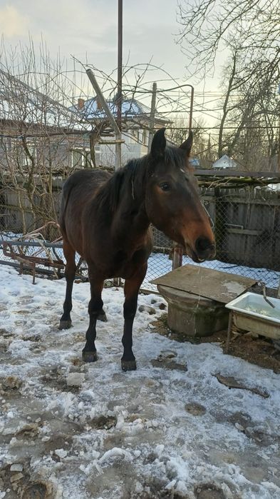 Mânz în vârstă de un an