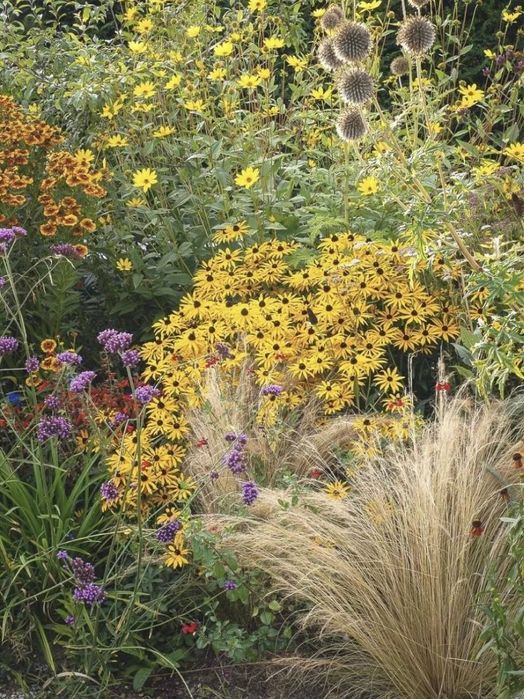 Рудбекия rudbeckia