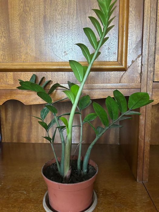 Комнатные растения разные