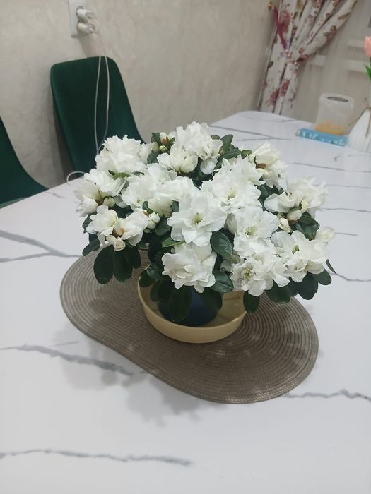 Продам комнатные цветы