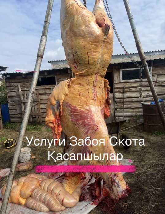 Лошади КРС и МРС