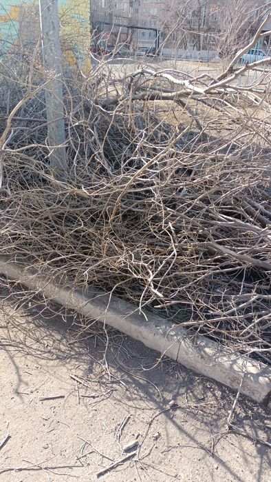 Дрова ветки даром