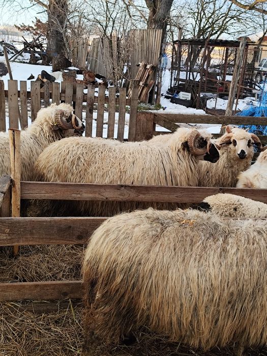 Oi, capre si berbeci de vânzare