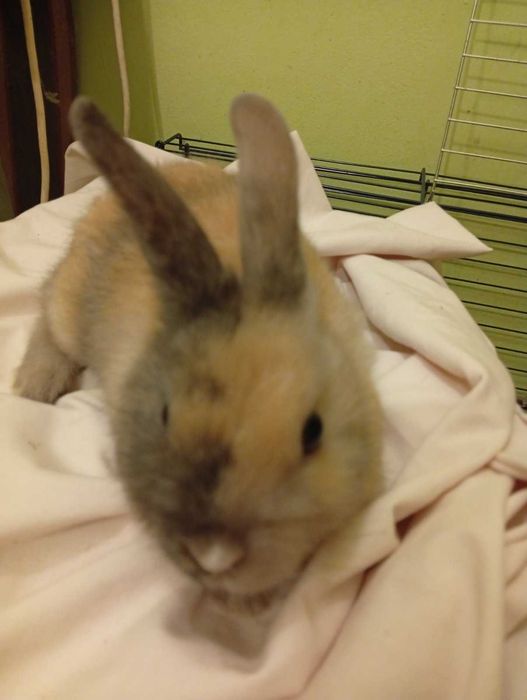 Декоративни зайчета - лъвска глава