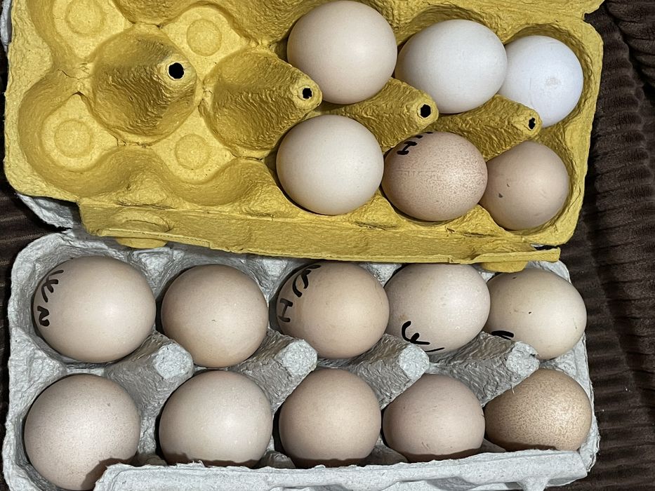 Vand pui de gaina rasa wyandotte argintiu si oua pt incubat!!! Am si oua verzi de ameraucana de incubat!