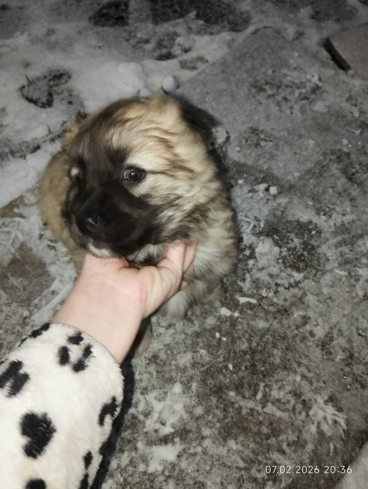 Отдам щеночка, девочка.