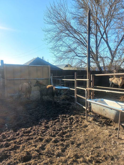 Қысыр бие құнан байтал сатылады откормда