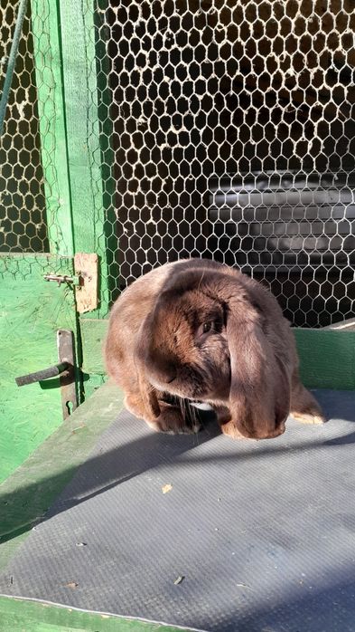 De vânzare pui de iepuri de rasa