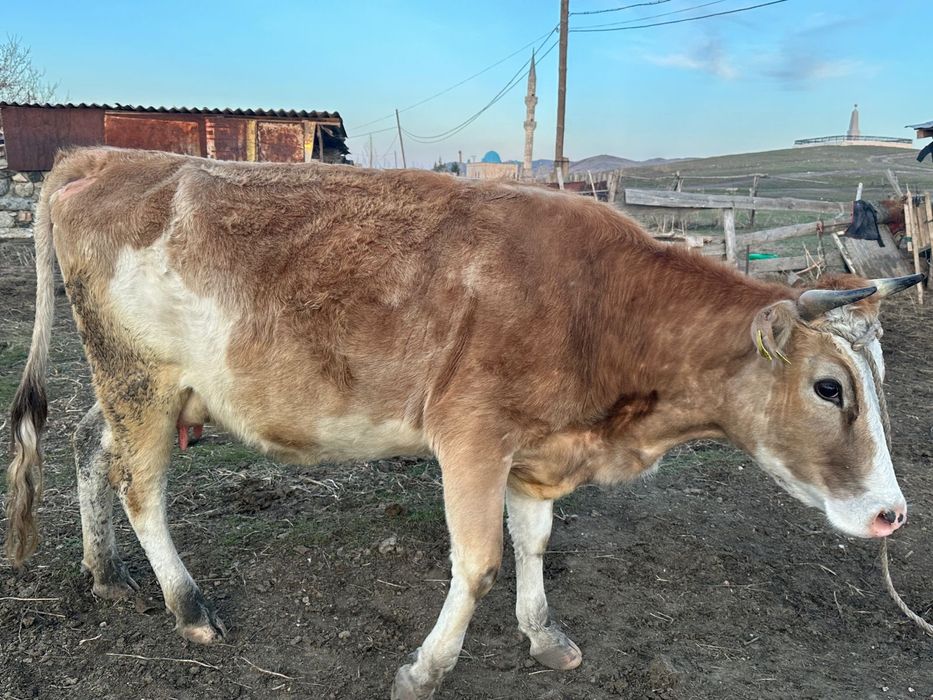 Сиыр бузауымен сатылады