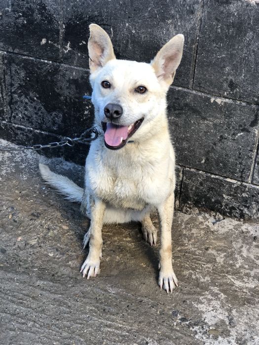 Ищем Лаки добрых хозяев