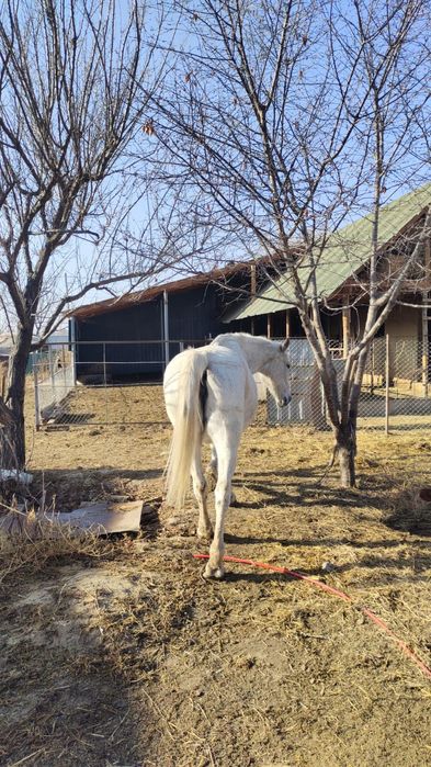 Орловский рысак,стельная