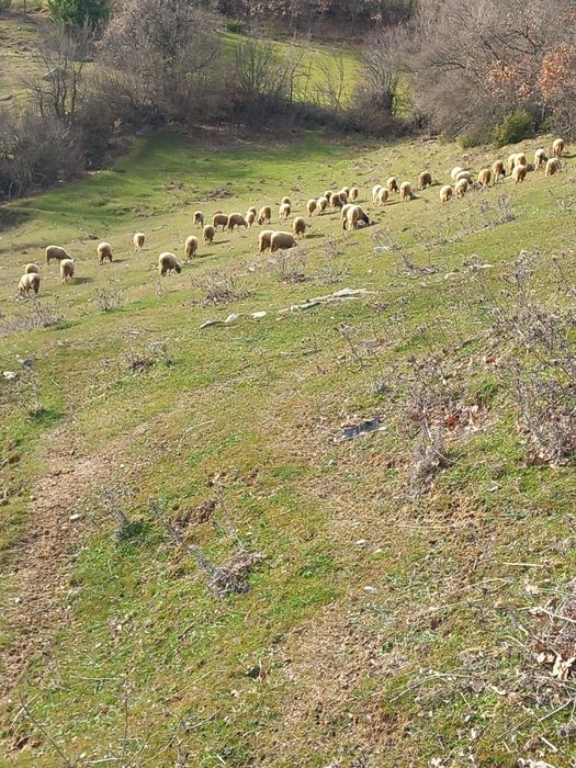 Продавам стадо овце – 60 броя