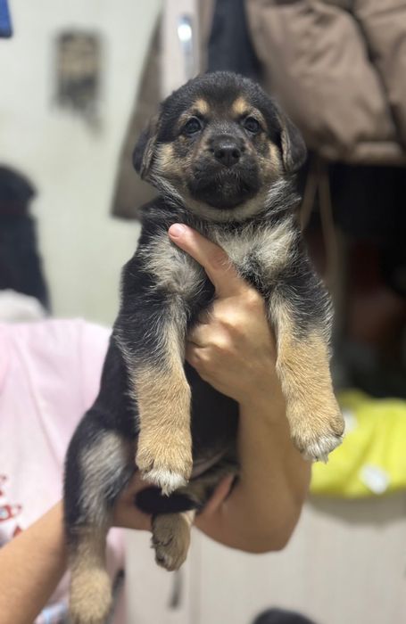 Щенки немецкой овчарки