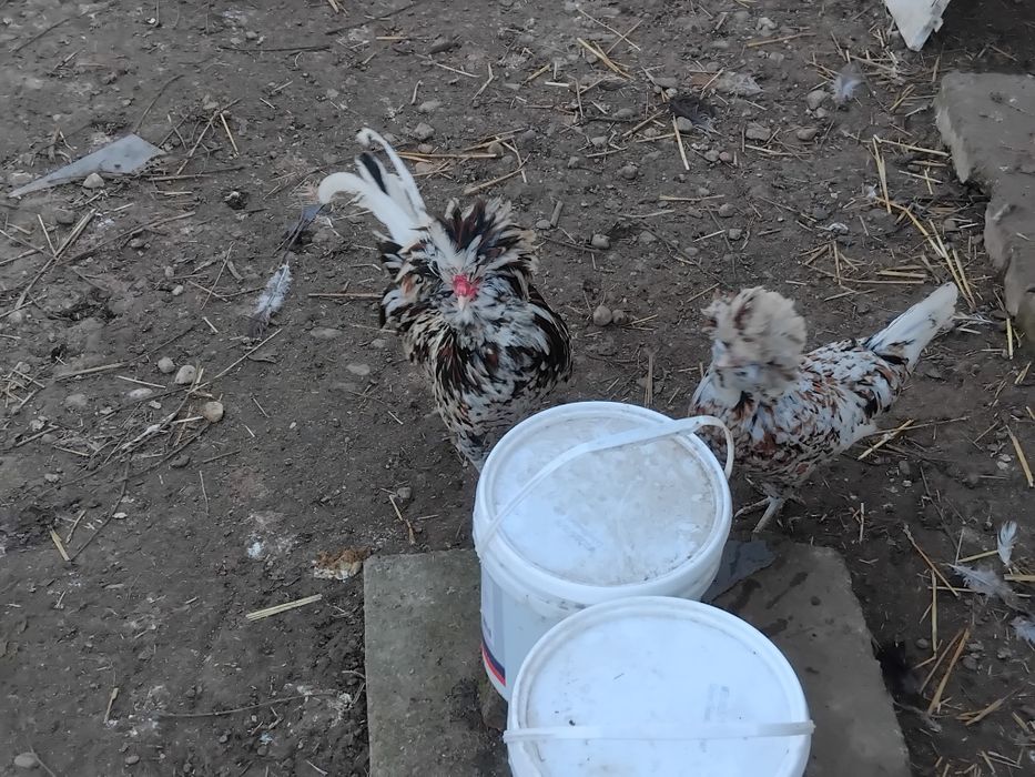 Vand pereche găini padoane portelan