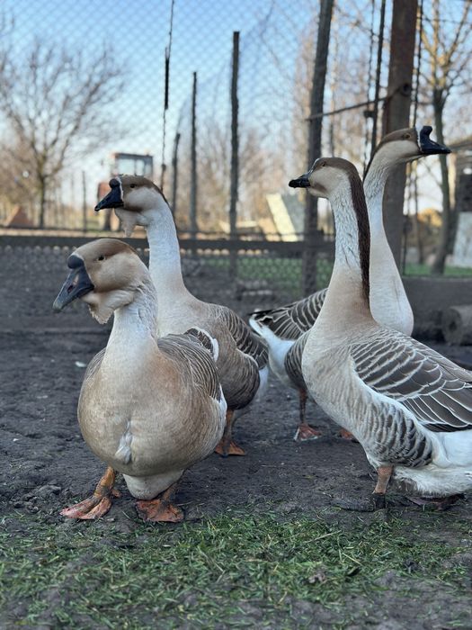 Oua de gasca africana