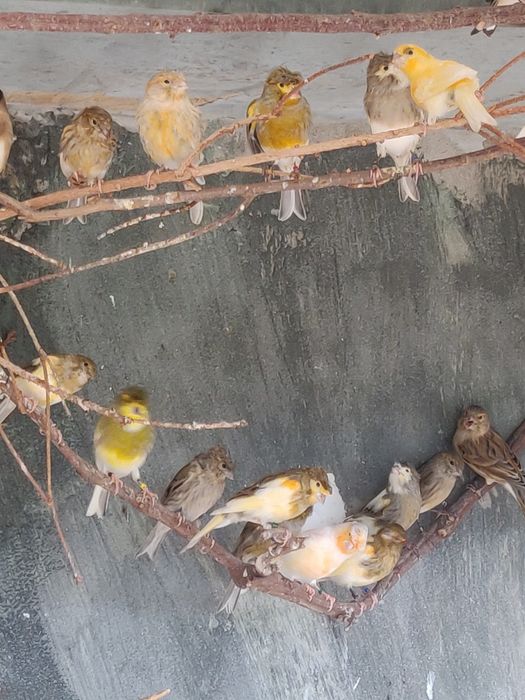 Canari de vânzare