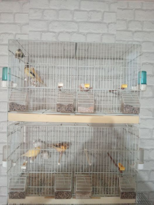 Pui de canari și cănărițe