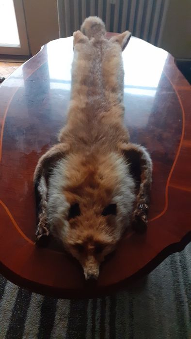 Vând blănuri de vulpi roșcate