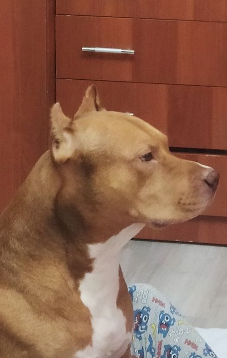 Вязка питбультерер ищет подругу для вязки