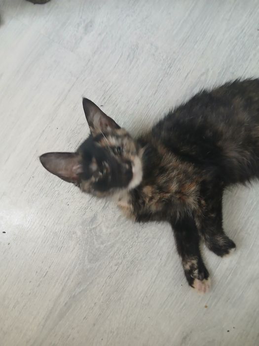 Котенок в добрые руки