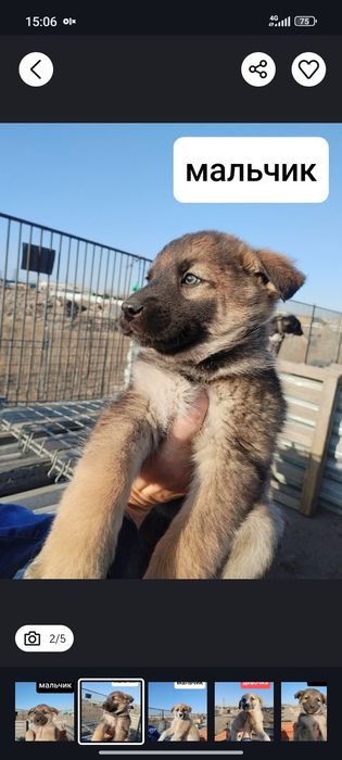 Отдам щенков в хорошие руки