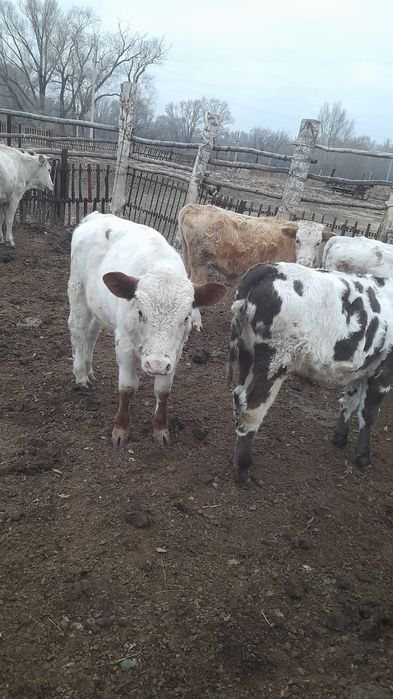 Продам бычков симентал 1 год