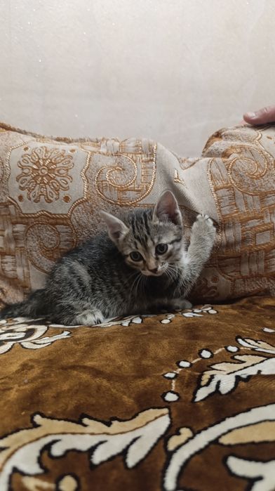 Отдам котят бесплатно