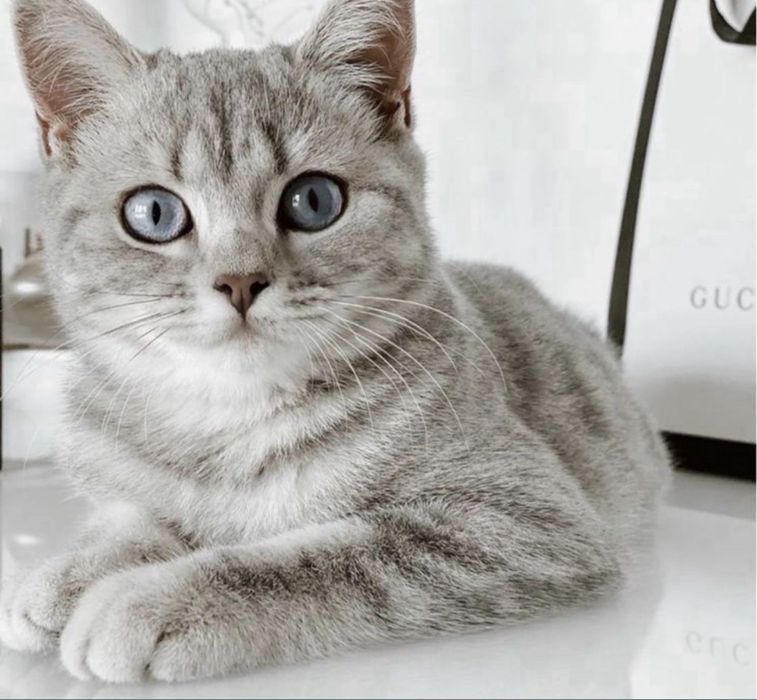 Котики и кошки в дар! Привитые и стерильные.