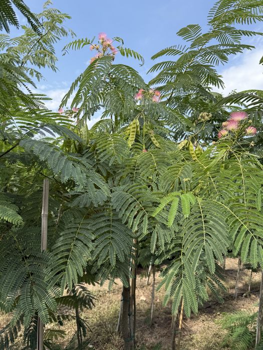 Albizia julibrissin - arborele de matase