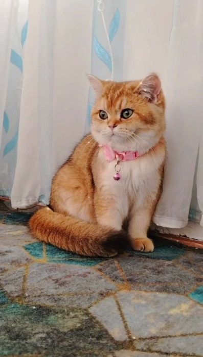 Кошка золотистый шиншила британ зотига жавоб