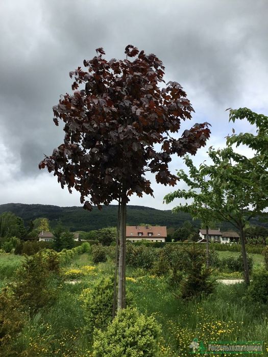 Саженцы карагач,каштан,клён,дуб,ива,берёза,липа,акация, и др