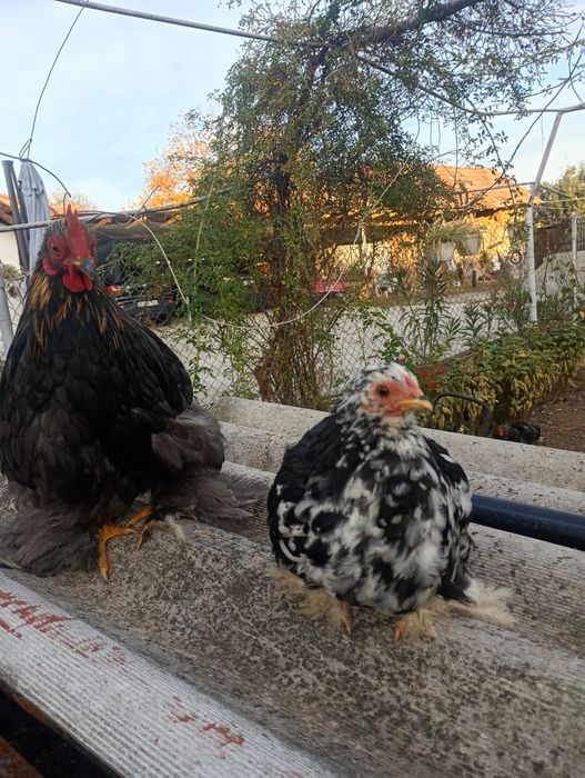 Pereche cochinchina pitic