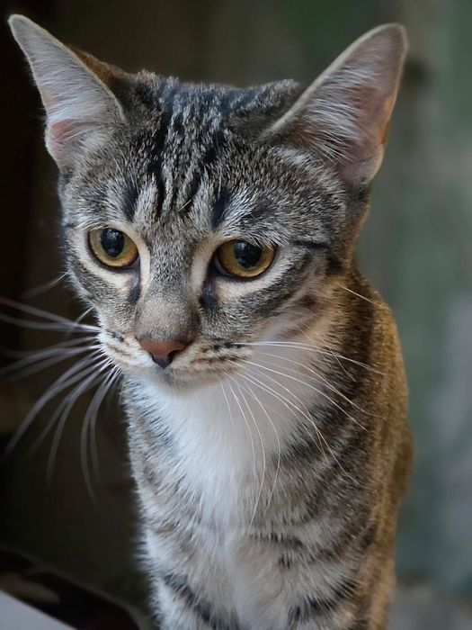 Котята-подростки в добрые руки