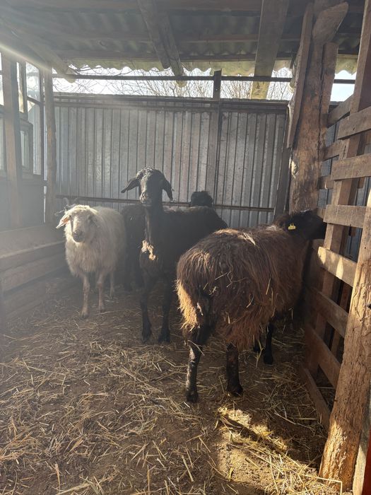 сойыска койлар сатылады