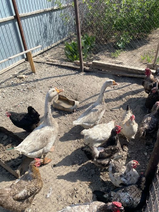 Каз жумырткасымен сатылады