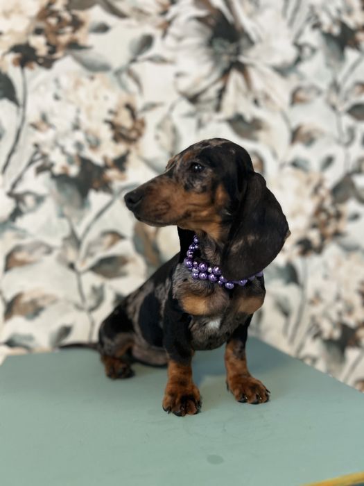 Femela teckel din parinti cu Pedigree FCI