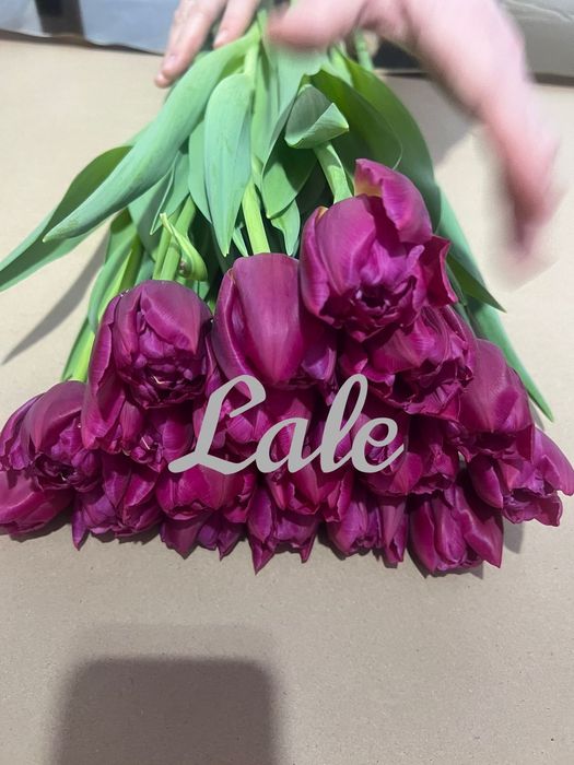 Голландские Тюльпаны