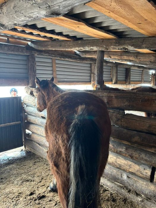 Жуас жылқы сатылады