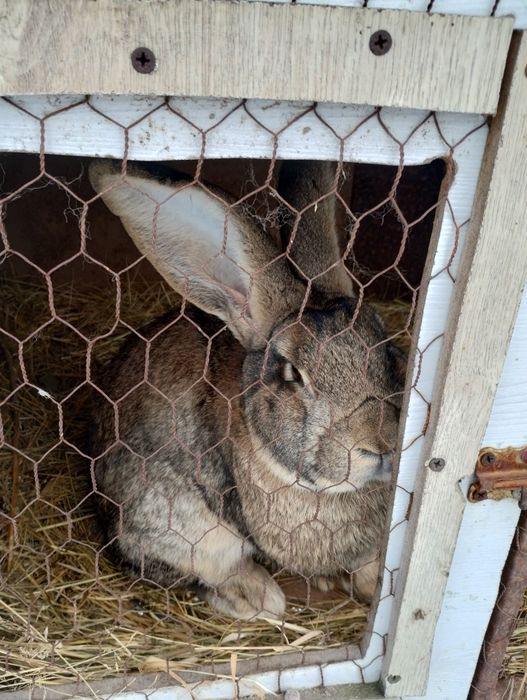 Iepuri uriaș german