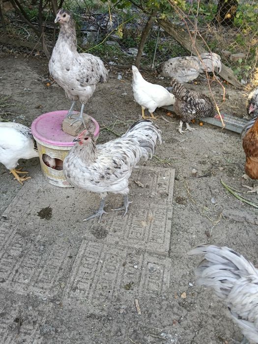Vând cocoși australorp splash
