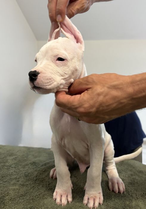 De vanzare pui Dogo Argentino
