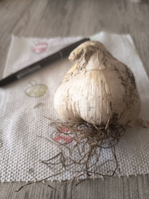 Чеснок Рокамболь