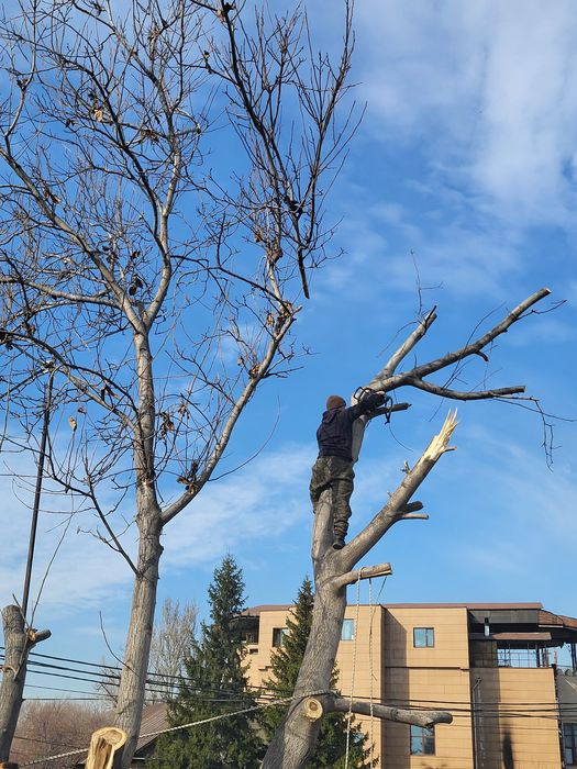 Спил деревьев агаш кесемиз