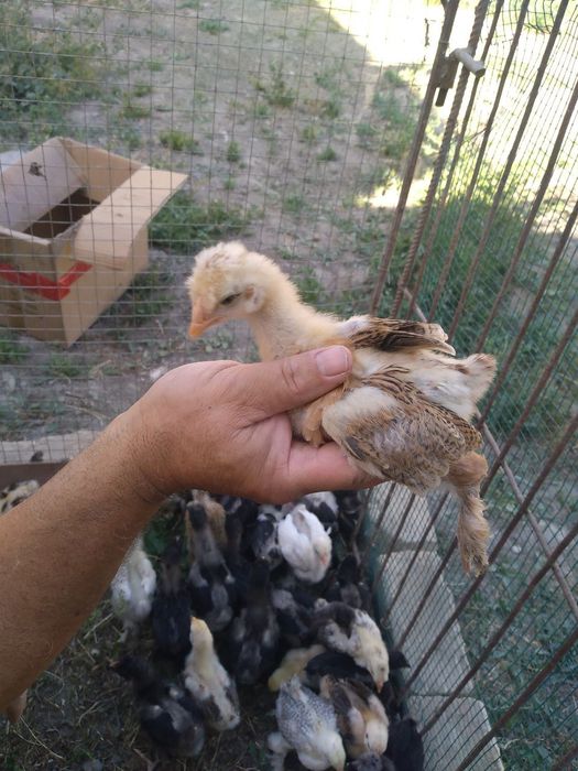 Jo'jalar parpoy arzon narxd