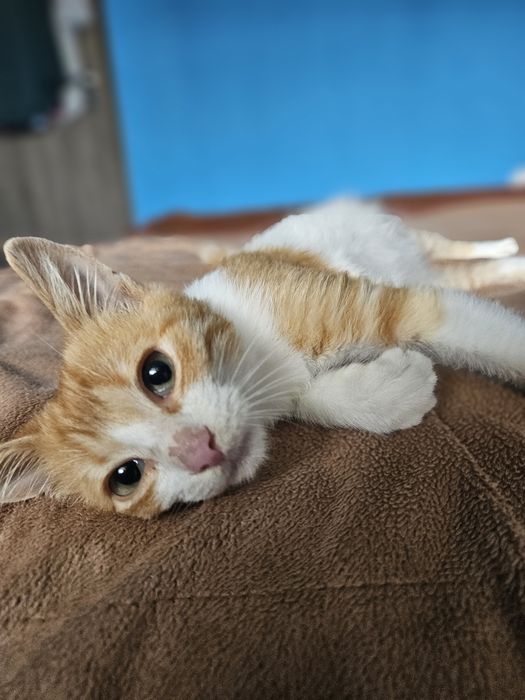 Kali, Simba si Vampi vor acasa